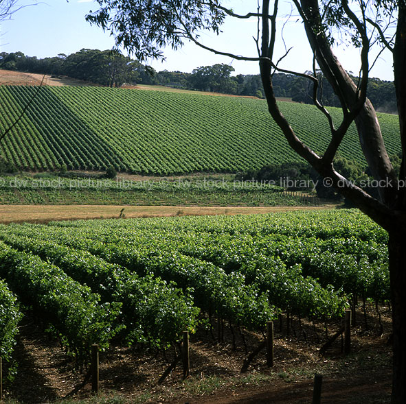 GRAPEVINES AT RED HILL ON THE MORNINGTON PENINSULA, VICTORIA, AUSTRALIA