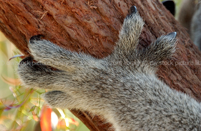 stock photo image: Australia, Western Australia, WA, Animal, Animals, Mammal, Mammals, Marsupial, Marsupials, Australian animal, Australian animals, koala, koala bear, koala bears, Koalas, Phascolartos, Phascolartos cinereus, cinereus, australian.