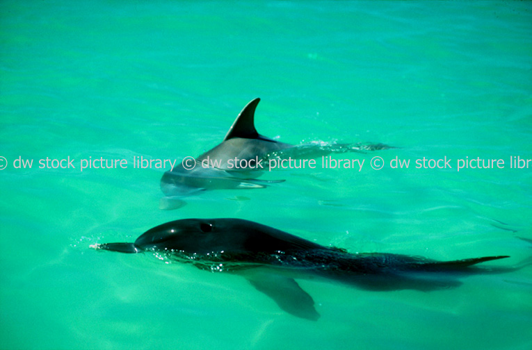 A ROYALTY FREE IMAGE OF: BOTTLENOSE DOLPHINS (TURISIOPS TRUNCATUS