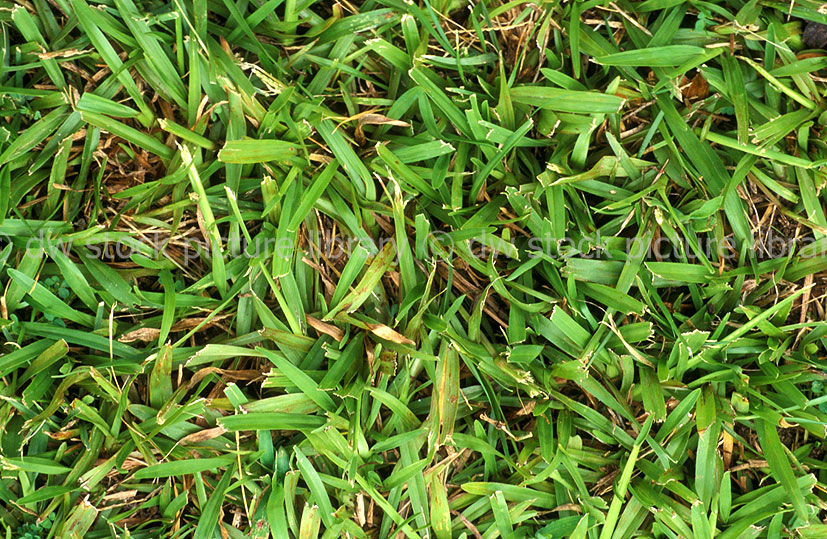 stock photo image: Grass, grasses, lawn, lawns, lawn grass, lawn grasses, carpet, carpet grass, narrow leaved carpet grass, narrow-leaved carpet grass, axonopus, affinis, axonopus affinis.