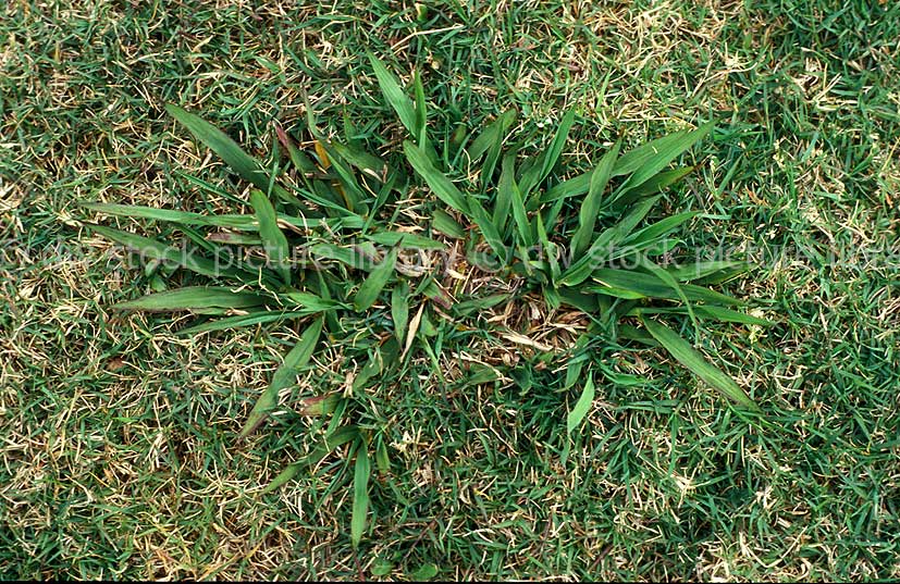 stock photo image: Lawn grass, lawn grasses, grass, grasses, paspalum, lawn, lawns, dilatum, paspalum dilatatum, perennial.