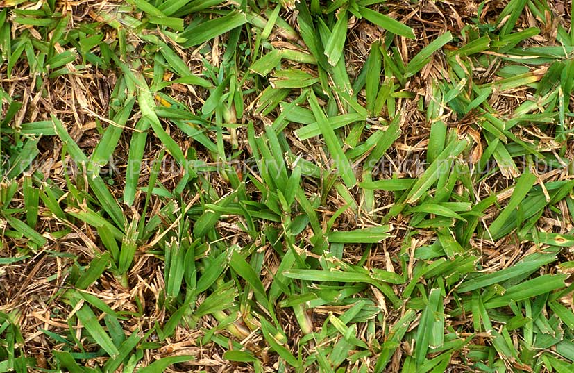 stock photo image: Grass, grasses, lawn, lawns, lawn grass, lawn grasses, carpet, carpet grass, narrow leaved carpet grass, narrow-leaved carpet grass, axonopus, affinis, axonopus affinis.