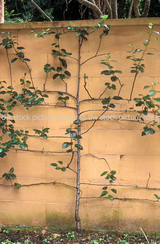 stock photo image: Garden, gardens, courtyard, courtyards, courtyard garden, courtyard gardens, wall, walls, garden wall, garden walls, espalier.
