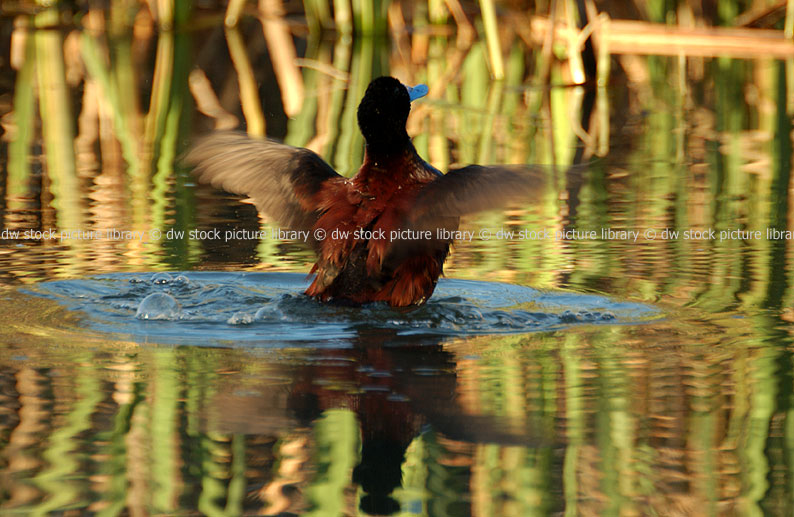 stock photo image: Australia, WA, Western Australia, Bird, Birds, Duck, Ducks, blue billed duck, blue billed ducks, blue-billed duck, blue-billed ducks, oxyura, australis, oxyura australis, waterbird, waterbirds.