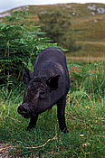 Animal, animals, pig, pigs, wild, wild pig, wild pigs, scotland, europe, britain, great britain, british isles, Australia, Sport pictures, Sports, balloon images, hot air balloons