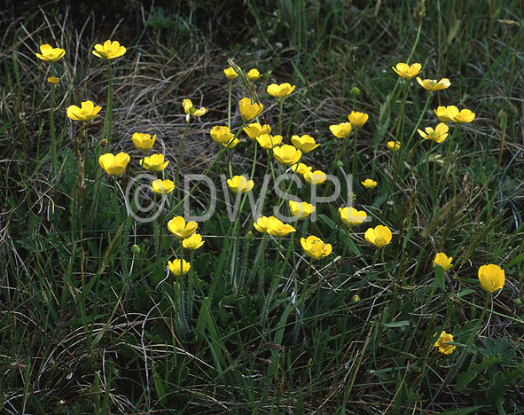 stock photo image: Australia, new South Wales, nsw, snowy mountains, alps, Flora, flower, flowers, buttercup, buttercups, wildflower, wildflowers, alpine buttercup, alpine buttercups, yellow, yellow flower, yellow flowers.