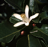 Fruit, Citrus fruit, citrus fruits, Citrus, Citrus limon, Lemon, Lemons, Rutaceae, Agriculture, flower, flowers, white, white flower, white flowers, lemon tree, lemon trees.