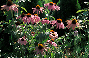 Herb, Herbs, echinacea, Echinacea purpurea, purpurea, coneflower, coneflowers, purple coneflower, purple coneflowers, purple, purple flower, purple flowers, daisy, daisies.