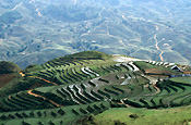 Asian, South east Asian, southeast asia, Vietnam, sapa, terrrace, terraces, rice, rice terrace, rice terraces, rice growing, rice field, rice fields, agriculture, rural, rural scene, rural scenes, Farming, Farmland, farm, farms.