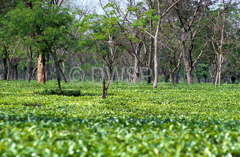 stock photo image: India, assam, tea, tea plantation, tea plantations, Farming, Farmland, farm, farms, plantation, plantations, tea growing, sikkim, agriculture, rural, rural scene, rural scenes, camellia sinensis.