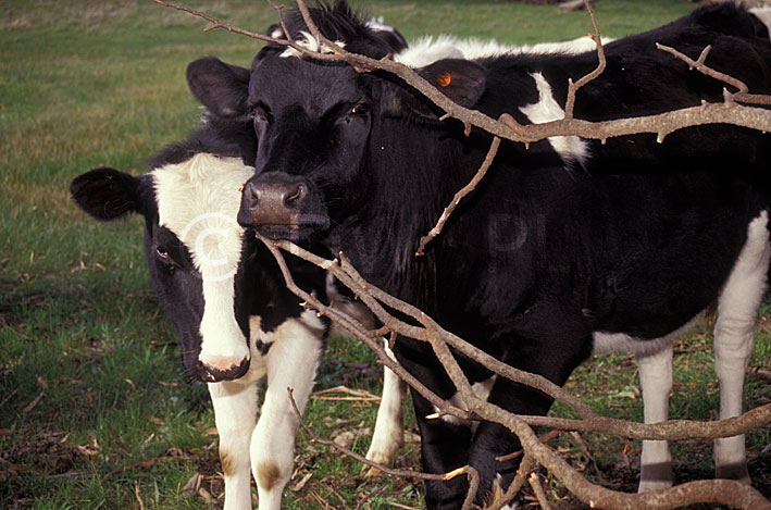 stock photo image: Australia, Farming, Farmland, farm, farms, Agriculture, Cow, Cows, animal, animals, cattle, meat industry, meat trade, dairy cow, dairy cows, dairy cattle, rural, rural scene, rural scenes, dairy farm, dairy farms, dairy farming.