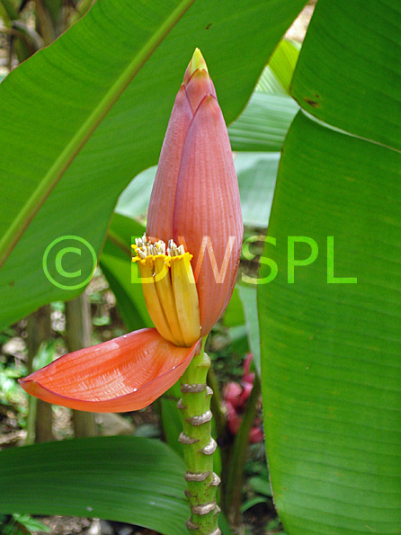 stock photo image: Food, fruit, fruit tree, fruit trees, banana, bananas, banana tree, banana trees, ornamental banana, ornamental bananas, ornamental banana plant, ornamental banana plants.