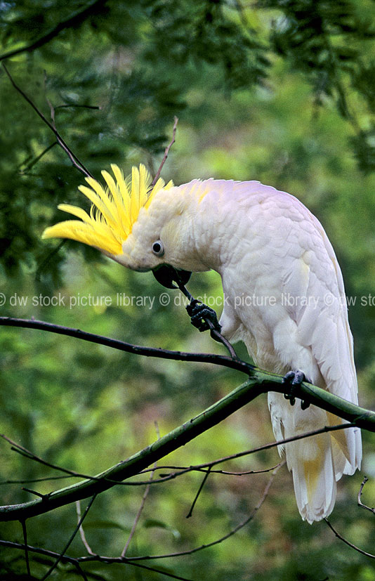 greater sulfur crested cockatoos