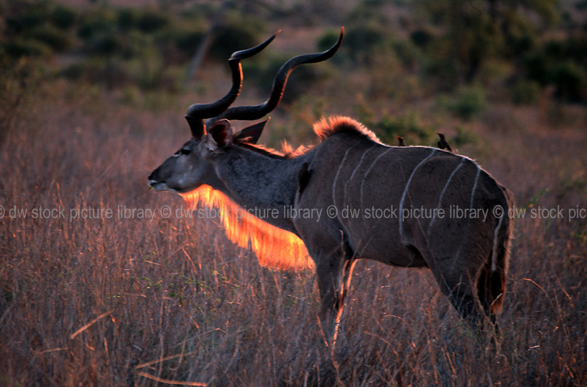 African Hoofed Animals