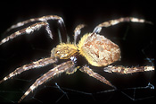 Arachnid, Arachnids, Arachidae, spider, spiders, orb, orb spider, orb spiders, orb weaver spider, orb weaver spiders, orb weaving spider, orb weaving spiders, orb weaving.