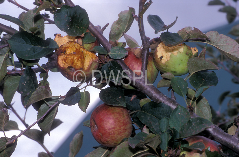 stock photo image: Tree, trees, apple, apples, apple tree, apple trees, malus, pest, pests, birds, plant pest, plant pests, fruit, fruit tree, fruit trees, possum, australian mammal, australian mammals, possums, insects, unhealthy, tree, trees.