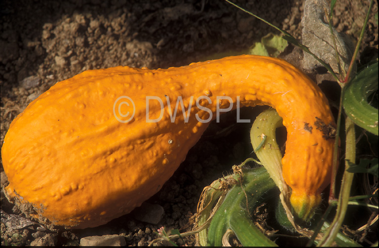cook crookneck squash for canning