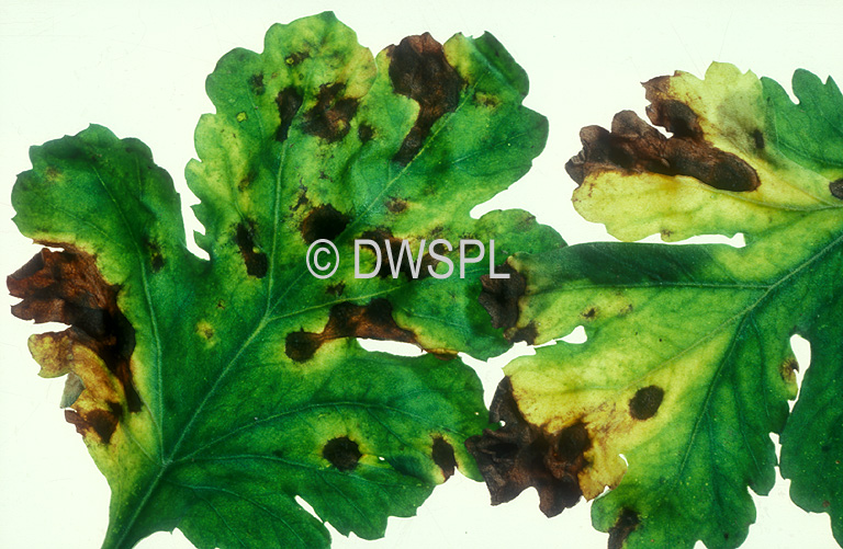 image: Disease, diseases, plant disease, plant diseases, chrysanthemum 