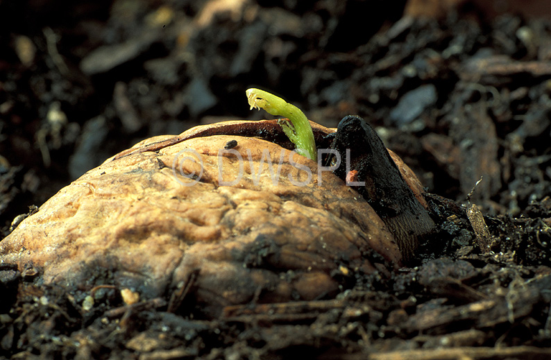 stock photo image: Food, nut, nuts, walnut, walnuts, seedling, seedlings, germinate, germinating, germination, walnut seedling, walnut seedlings, Juglans regia, Juglandaceae, english walnut, english walnuts, persian walnut, persian walnuts, carpathian walnut, carpathian walnuts, california walnut, california walnuts.