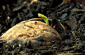 Food, nut, nuts, walnut, walnuts, seedling, seedlings, germinate, germinating, germination, walnut seedling, walnut seedlings, Juglans regia, Juglandaceae, english walnut, english walnuts, persian walnut, persian walnuts, carpathian walnut, carpathian walnuts, california walnut, california walnuts.