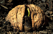 Food, nut, nuts, walnut, walnuts, seedling, seedlings, germinate, germinating, germination, walnut seedling, walnut seedlings, Juglans regia, Juglandaceae, english walnut, english walnuts, persian walnut, persian walnuts, carpathian walnut, carpathian walnuts, california walnut, california walnuts.