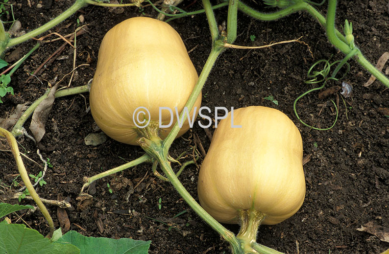 stock photo image: Vegetable, vegetables, Cucurbitaceae, Cucurbita, Cucurbita moschata, moschata, squash, butternut, butternuts, Pumpkin, Pumpkins, Butternut pumpkin, Butternut pumpkins, butternut squash.