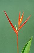 Flower, flowers, orange, orange flower, orange flowers, heliconia, heliconias, psittacorum, heliconia psittacorum, parrots flower, parrots flowers, cut flower, cut flowers, musaceae.