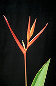 Flower, flowers, orange, orange flower, orange flowers, heliconia, heliconias, psittacorum, heliconia psittacorum, parrots flower, parrots flowers, cut flower, cut flowers, musaceae.
