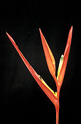 Flower, flowers, orange, orange flower, orange flowers, heliconia, heliconias, psittacorum, heliconia psittacorum, parrots flower, parrots flowers, cut flower, cut flowers, musaceae.