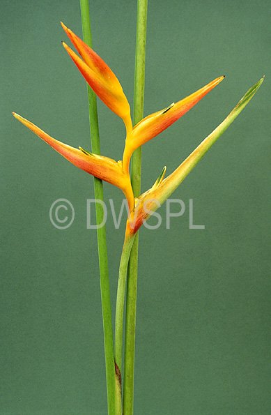 stock photo image: Flower, flowers, orange, orange flower, orange flowers, heliconia, heliconias, psittacorum, heliconia psittacorum, parrots flower, parrots flowers, cut flower, cut flowers, musaceae.