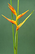 Flower, flowers, orange, orange flower, orange flowers, heliconia, heliconias, psittacorum, heliconia psittacorum, parrots flower, parrots flowers, cut flower, cut flowers, musaceae.