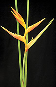 Flower, flowers, orange, orange flower, orange flowers, heliconia, heliconias, psittacorum, heliconia psittacorum, parrots flower, parrots flowers, cut flower, cut flowers, musaceae.