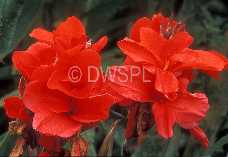 stock photo image: Flower, flowers, red, red flower, red flowers, canna, cannas, canna lily, canna lilies, indica, canna indica, indian shot, cannaceae, president, canna president.