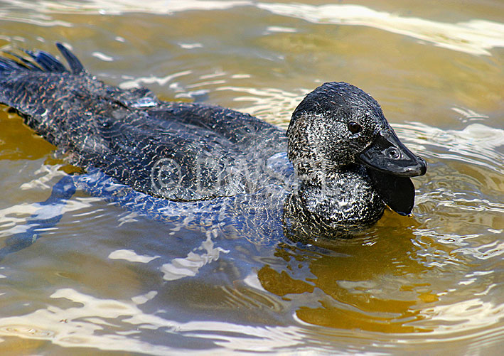 stock photo image: Animal, animals, australia, australian, bird, birds, australian bird, australian birds, waterfowl, anatidae, anseriformes, musk, musk duck, musk ducks, biziura, lobata, biziura lobata.