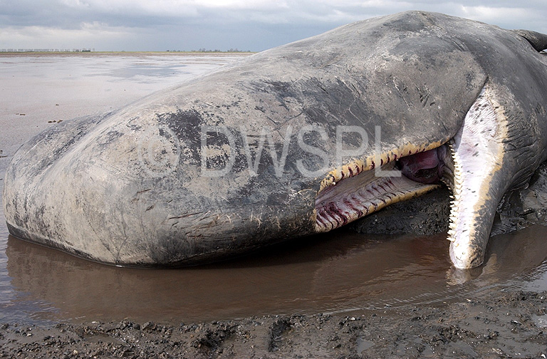 stock photo image: Animal, animals, England, UK, United Kingdom, Britain, Great Britain, Lincolnshire, beaching, beached whale, beached whales, whales beaching, stranded, stranded whale, stranded whales, whale stranded, whales stranded, The Wash, whale, whales, mammal, mammals, sperm, sperm whale, sperm whales, great sperm whale, great sperm whales, cetacean, cetaceans, cachalot, cachalots, toothed whale, toothed whales, beach, beaches, beached, dead, dead animal, dead animals, physeter, catodon, physeter catodon, odontoceti, physeteridae, placental, placental mammal, placental mammals.