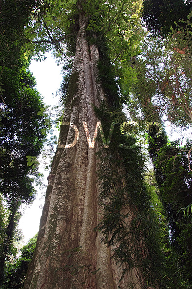 stock photo image: Australia, New South Wales, Dorrigo, Dorrigo NP, Dorrigo national park, national park, national parks, forest, forests, rainforest, rainforests, tree, trees, fern, ferns.