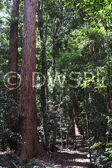 stock photo image: Australia, New South Wales, forest, forests, rainforest, rainforests, tallowood, tallowood tree, tallowood trees, nymboida, nymboida np, nymboida national park, binderay, national park, national parks, tree, trees.