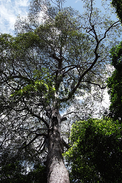 stock photo image: Australia, New South Wales, forest, forests, rainforest, rainforests, tallowood, tallowood tree, tallowood trees, nymboida, nymboida np, nymboida national park, binderay, national park, national parks, tree, trees.