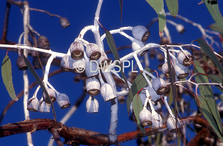 stock photo image: Tree, trees, gumnut, gumnuts, gum nut, gum nuts, eucalyptus, caesia, silver princess, magna, myrtaceae, eucalyptus caesia, eucalyptus tree, eucalyptus trees, gum tree, gum trees, gungurru, australia.