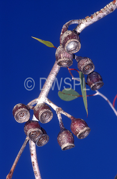 stock photo image: Tree, trees, gumnut, gumnuts, gum nut, gum nuts, eucalyptus, caesia, silver princess, magna, myrtaceae, eucalyptus caesia, eucalyptus tree, eucalyptus trees, gum tree, gum trees, gungurru, australia.