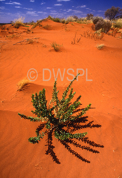 stock photo image: Australia, Australian, Australian desert, Australian deserts, sa, south australia, desert, deserts, desert scenes, simpson, simpson, simpson desert, vegetation.