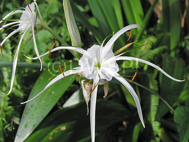 stock photo image: Flower, flowers, hymenocallis, littoralis, hymenocallis littoralis, spider flower, spider flowers, ismene, spider lily, spider lilies, filmy lily, filmy lilies, basket flower, basket flowers, amaryllidaceae, white, white flower, white flowers.