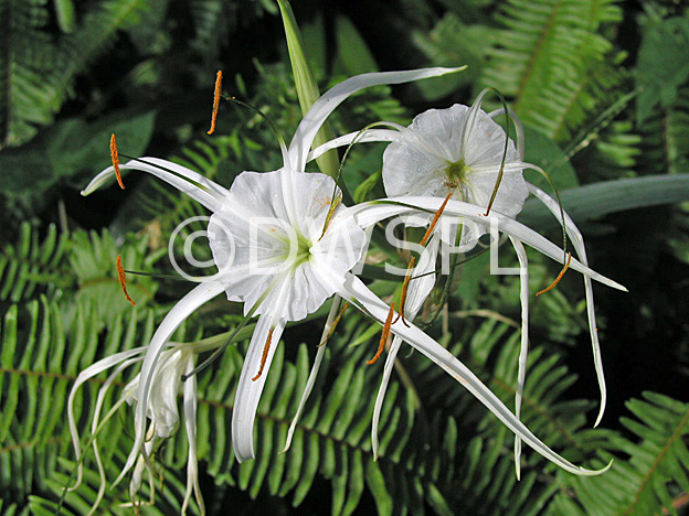 stock photo image: Flower, flowers, hymenocallis, littoralis, hymenocallis littoralis, spider flower, spider flowers, ismene, spider lily, spider lilies, filmy lily, filmy lilies, basket flower, basket flowers, amaryllidaceae, white, white flower, white flowers.