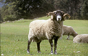 Farming, Farmland, farm, farms, animal, animals, sheep, meat industry, meat trade, livestock, Agriculture, rural, rural scene, rural scenes, longhorn, longhorns, longhorn sheepAustralia, Sport pictures, Sports, balloon images, hot air balloons