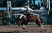 Australia, people, qld, queensland, Sport pictures, Sports, rodeo, rodeos, cowboy, cowboys, horse, horses, animal, animals, horse, horses, animal, animals, man, men, male, males, outdoors.