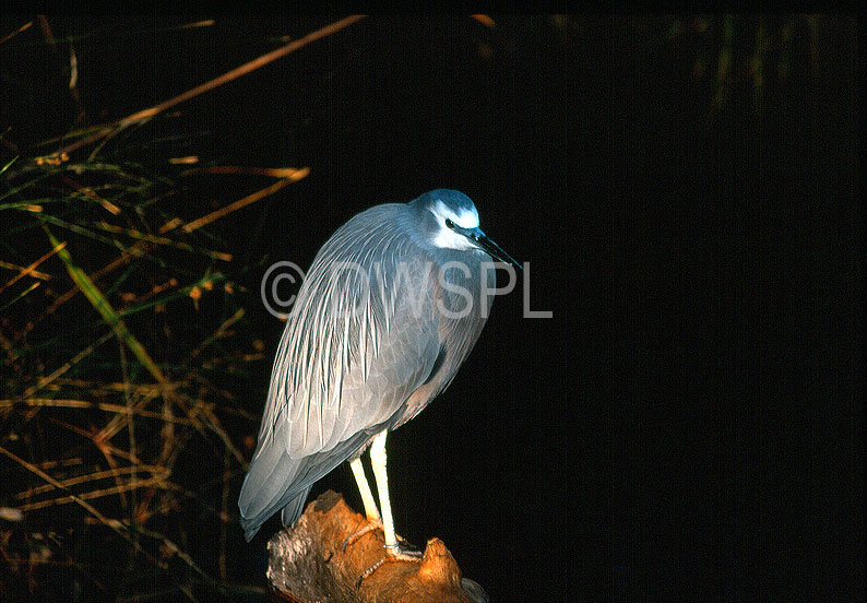 stock photo image: Animal, Animals, australia, australian, australian bird, australian birds, Bird, birds, heron, herons, qld, queensland, australia.