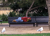 Australia, sydney, nsw, new South Wales, park, parks, people, child, children, puberty, man, men, male, males, homeless, homeless people, homeless man, homeless men, teenager, teenagers, teenage boy, teenage boys, male, males, adolescent, adolescents.