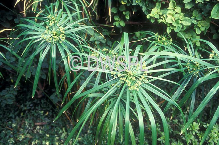 stock photo image: Cyperus, alternifolius, cyperus alternifolius, umbrella palm, umbrella palms, umbrella plant, umbrella plants, papyrus, umbrella papyrus, sedge, umbrella sedge.