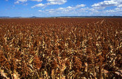 Australia, qld, queensland, darling downs, great dividing range, agriculture, sorghum, sorghum crop, sorghum crops, field, fields, paddock, paddocks, rural, rural scene, rural scenes.