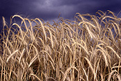 Farming, Farmland, farm, farms, Agriculture, rural, rural scene, rural scenes, crop, crops, barley, australia.